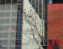 Grackles, downtown Dallas, Texas