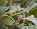 Rough Greensnake, a nice surprise in the Autumn forest - Coppell, TX
