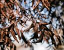 Early January, dried leaves - Lewisville, TX