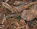 Forest floor, Sierra Madres mountains, Mexico