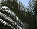 Unidentified, interesting palm sillhouette, Ajijic, Mexico