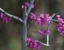 Redbuds blooming in March, Coppell, TX, USA