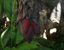 Large, heavy Banana flower about 6? diameter, in Chapala, Mexico