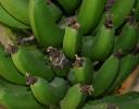 Young Bananas - Chapala, Mexico