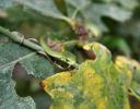 Rough Greensnake, close-up