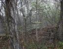 Early Spring fog, Coppell, Texas