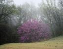 Early Spring fog and Redbud bush, Coppell, TX