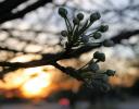 “Linden Sunset” - very popular ornamental trees, Linden trees bloom during mid-March in Lewisville, Texas.