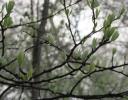 Early Spring Willow leaves