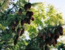 Spruce cones - Kingston, Ontario