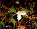 White Trillium, Muskoka area, Northern Ontario (scanned older photo)