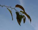Unidentified short tree/ large bush with very long thorny branches sweeping outward, growing by a canal in Coppell, Texas