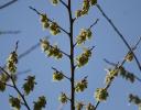 American Elm branch patterns, NE Texas