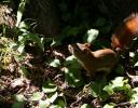 Delicate Red Squirrel - Stony Swamp, Nepean, ON