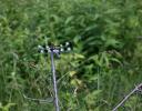 Dragonfly along Stony Swamp Trail, Ottawa, ON