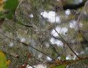 “Filigree” - cells decayed, revealing the delicate leaf framework in an Oak leaf