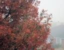 Red Oak, early December, Lewisville, TX