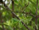 Early Summer rain, Dogwood leaves - Lewisville, TX