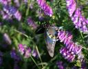 Anise Swallowtail in the forest near Coppell, TX