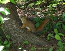 Red Squirrel - Stony Swamp Trail, Ottawa, ON