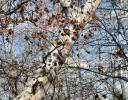 Sycamore forest near a canal in Coppell, TX