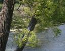Windy Willow, summertime near Kingston, ON, Canada