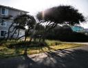 Bent from the wind, seaside, Kittyhawk, NC