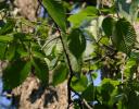 American Elm, Kingston, Ontario