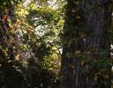 Fall scene, Coppell, TX