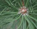 Ponderosa Pine whorl, revealing female flower bud, western Oklahoma / Kansas border