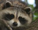 Raccoon, as curious as I was.