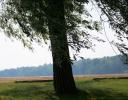 Windy Willow, summertime near Kingston, ON, Canada