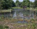 Beaver marsh, dead trees, old abandoned house near Kingston, ON