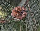 Ponderosa Pine cone, highway rest stop at a western Oklahoma / Kansas border