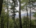 Forest in the Sierra Madres Occidental Mountains, Mexico