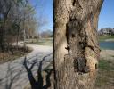 “Mother and Child” - branch growth embedded closely inside tree trunk, and shadow