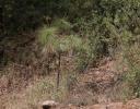 Healthy young Mexican Pine - Sierra Madres Mountains, Mexico