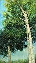 Aspen / Poplar ~ Acrylics on canvas, 50 x 28 inches, narrow frame add .5 inch $750.00