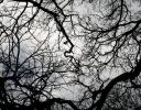 Branch sillhouettes at the Dallas Arboretum