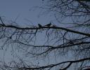 A local pair of doves in our neighbor’s Bald Cypress tree during early Spring.