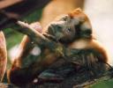Young Howler monkey