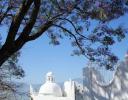 Flowering Jacaranda tree, hills of Chapala, Mexico, Easter