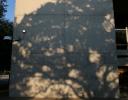 Shadow of a large old Pecan tree growing in the Pioneer Cemetary, Dallas, Texas.