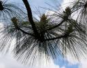 Mexican Pine needle silhouette, Sierra Madres Occidental, Mexico