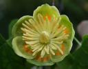Yellow Poplar flower - Niagara Falls, New York