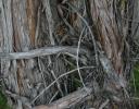Cedar bark, eastern Wyoming