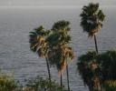 Warm winds, Palm trees by Lake Chapala, Mexico