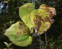 Large leaves, unidentified, Coppell, TX