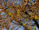 New leaves, mid March at sunset in Coppell, TX