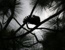 Mexican Pine cone sillhouette, Sierra Madres Mountains, Mexico